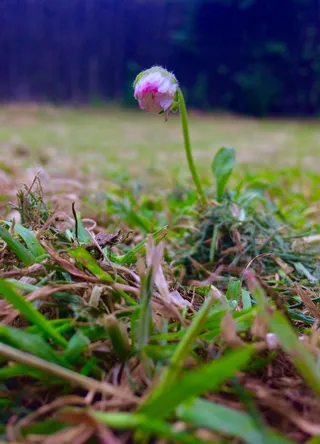 英国，贝尔法斯特，后花园，花卉，雏菊，植物，选择性聚焦，生长