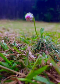 英国,贝尔法斯特,后花园,花卉,雏菊,植物,选择性聚焦,生长 英国,贝尔法斯特,后花园,花卉,雏菊,植物,选择性聚焦,生长