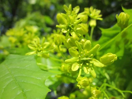 槭树、枫树、树木、开花、花序、植物区系、植物学、植物 槭树、枫树、树木、开花、花序、植物区系、植物学、植物