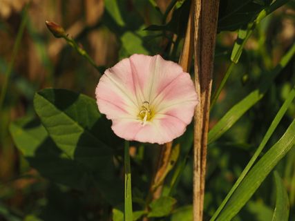 bindweed，flower，bloom，bloom，粉色，白色，旋花，风棚