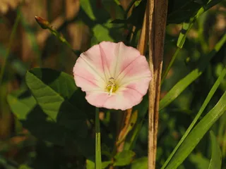 bindweed，flower，bloom，bloom，粉色，白色，旋花，风棚