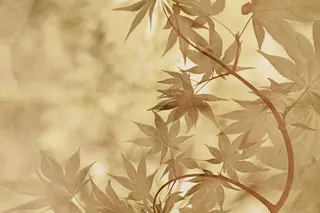 竹子、植物、绿色、树叶、禅宗、日本、热带、树木