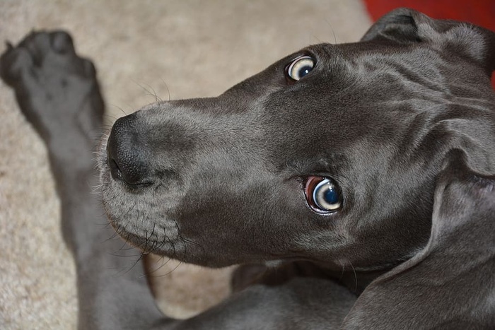 柴油，丹麦狗，小狗，狗，狗，家养动物，家养，一只动物