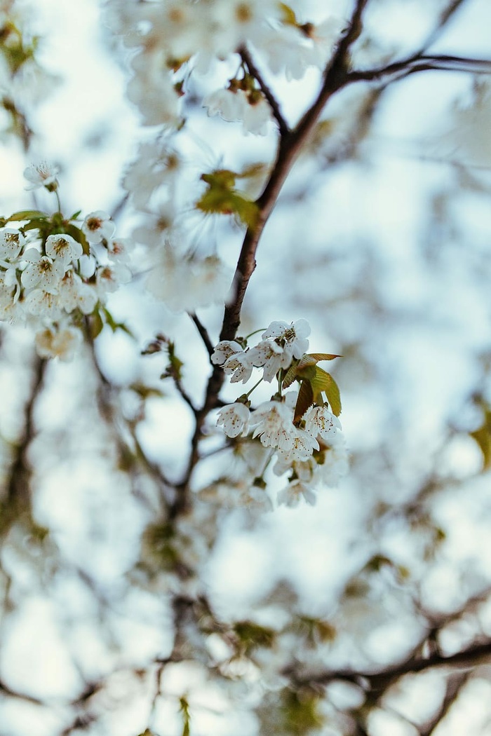 树上的小花