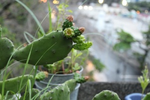 植物，关注前景，生长，绿色，特写，仙人掌，自然之美，多汁植物