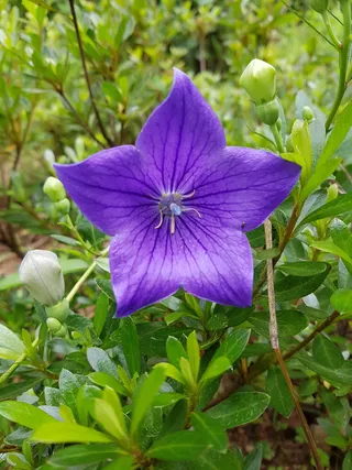 风铃花，见花，风铃花，自然，植物，花，叶，开花植物