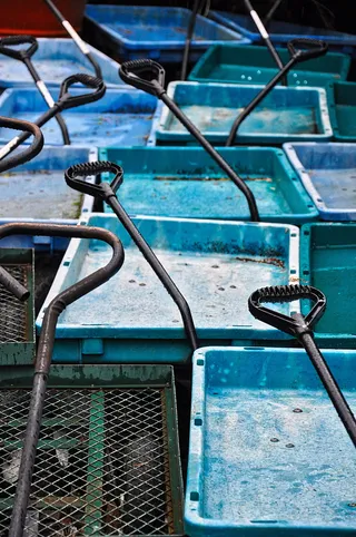 马车、花园、绿化、乡村、运输、庭院、设备、园艺