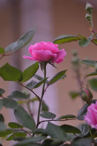 欲望，斋月，开斋节，土耳其国旗，植物，花，粉色，开花植物