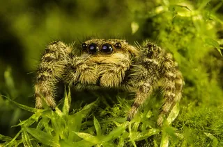 棕色和灰色蜘蛛的特写照片