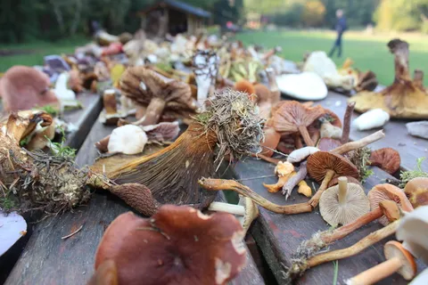 蘑菇、秋天、感恩节、季节变化、森林地面、森林、丹麦、秋叶 蘑菇、秋天、感恩节、季节变化、森林地面、森林、丹麦、秋叶