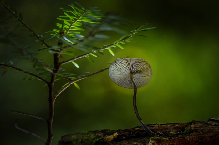 绿色、植物、自然、蘑菇、真菌、食品、木材、户外