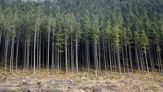 森林、树木、精确、神秘、景观、自然、大气、绿色