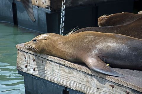 美国旧金山，39号码头，海豹，39号码头，睡眠，动物主题，动物