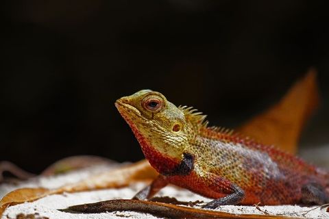 蜥蜴，爬行动物，自然，野生动物，动物，户外，脊椎动物，特写