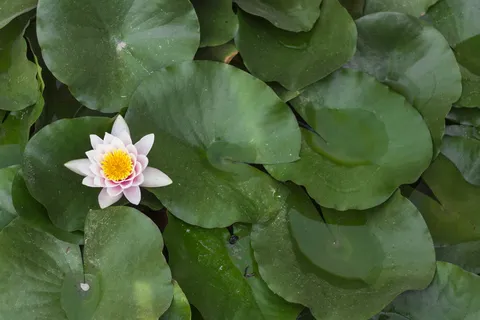 盛开的白莲花 盛开的白莲花