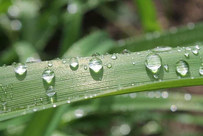 露水，叶子，自然，植物，水滴，水滴，雨滴，湿的