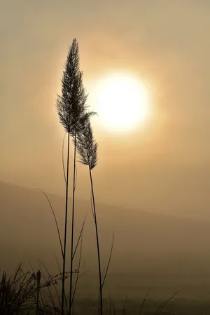 剪影、草、金色、小时、背光、雾、草、自然