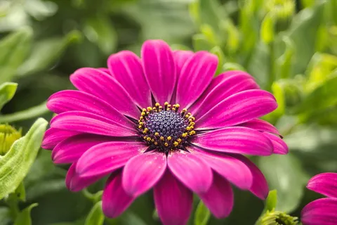 自然、花、植物、花园、花瓣、柱头、手写笔、紫色