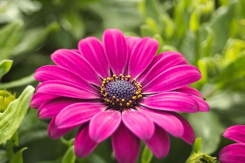 自然、花、植物、花园、花瓣、柱头、手写笔、紫色 自然、花、植物、花园、花瓣、柱头、手写笔、紫色