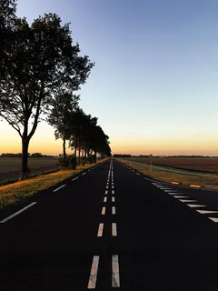 有树的道路 有树的道路