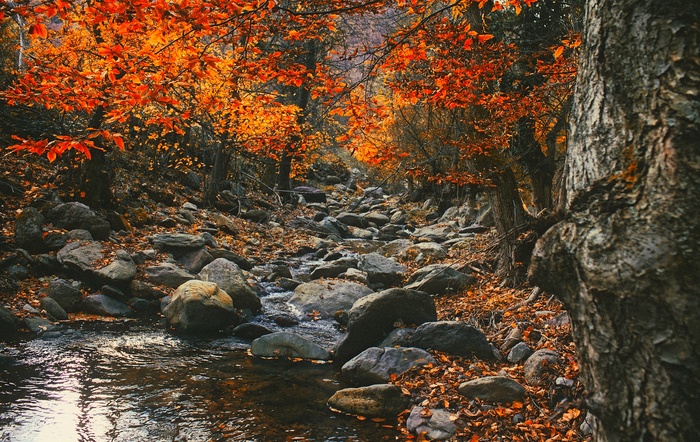 river timelapse摄影，罗马尼亚，风景，风景，秋天，秋天，树叶，颜色