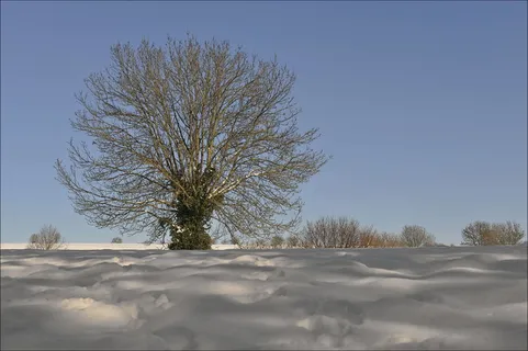冬季,树木,自然,寒冷,户外,景观,雪,寒冷的温度 冬季,树木,自然,寒冷,户外,景观,雪,寒冷的温度