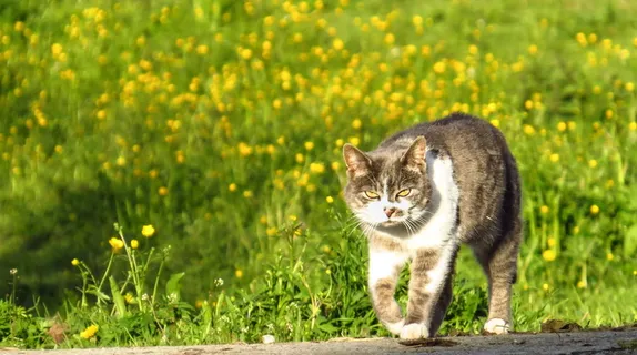 家猫,猫,动物,老板,厨师,哺乳动物,一只动物,动物 家猫,猫,动物,老板,厨师,哺乳动物,一只动物,动物