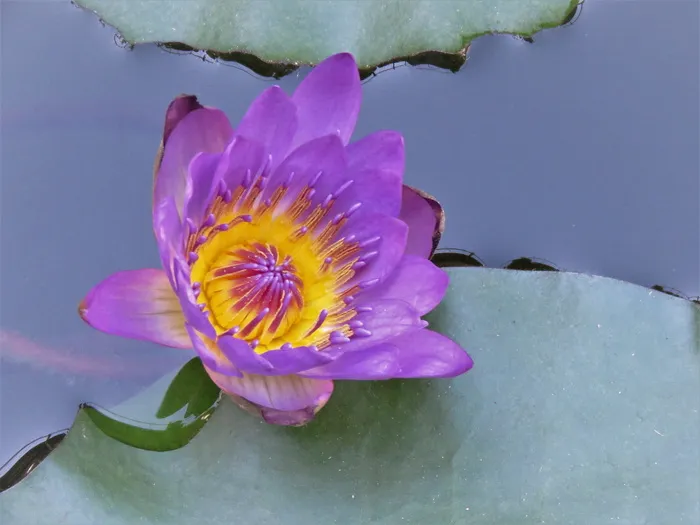 水礼来、蓝、黄、绿、水、池塘、花、开花植物