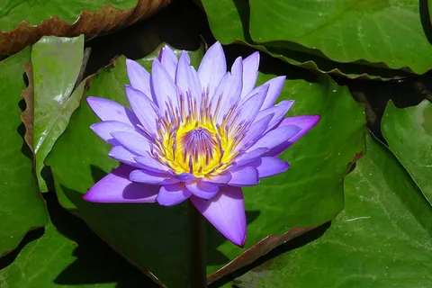 紫色、莲花、盛开、白天、百合、花朵、睡莲、热带 紫色、莲花、盛开、白天、百合、花朵、睡莲、热带