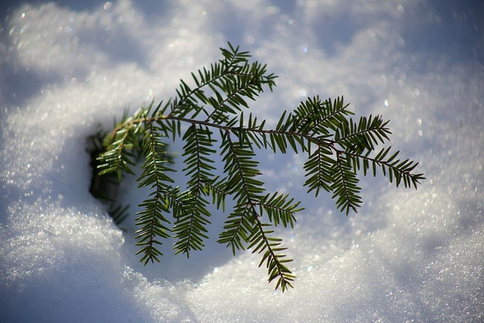 绿色圣诞树，绿色圣诞树，圣诞树，蓝色，树枝，绿色，松树，雪