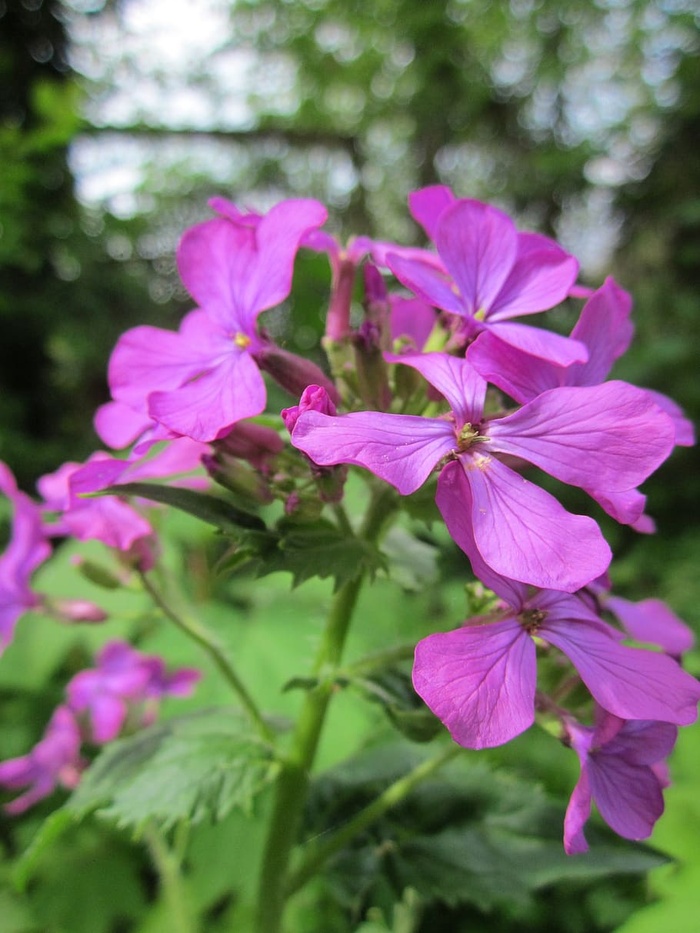 lunaria annua，诚实，年度诚实，野花，植物，植物区系，植物学，物种