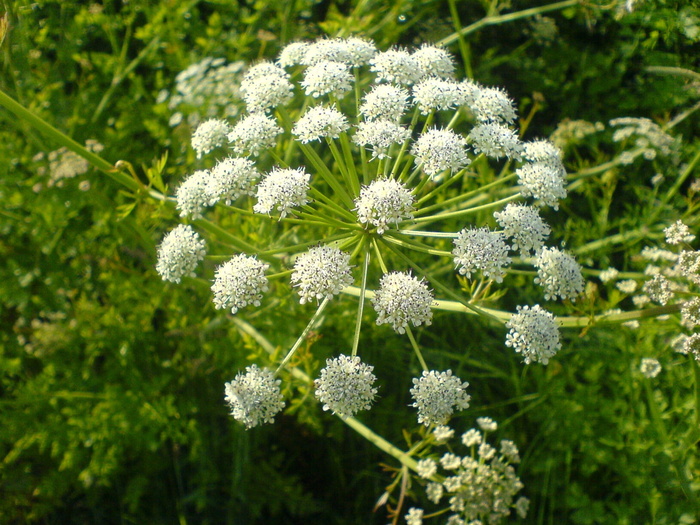 伞形花序、伞形科、野生胡萝卜、bocage angevin、植物、花卉、开花植物、大自然之美