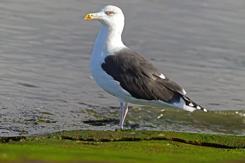 海鸥、环嘴海鸥、最大海鸥、鸟类、海鸥、海洋、动物、大自然 海鸥、环嘴海鸥、最大海鸥、鸟类、海鸥、海洋、动物、大自然