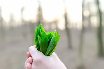 人，持有，绿色，叶子，叶子，草药，植物，自然