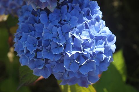 花，红雀，植物，花，脆弱性，开花植物，脆弱性，花瓣