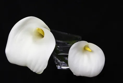 花, 恶魔, 白色, 花瓶, 恶魔白色, 花瓶里的花, 白花, 白花