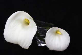 花, 恶魔, 白色, 花瓶, 恶魔白色, 花瓶里的花, 白花, 白花