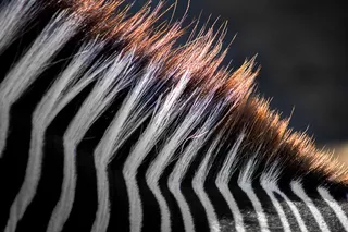 特写摄影中的斑马