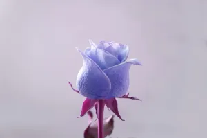 玫瑰，情感，爱情，蓝紫色，玫瑰壁纸，开花植物，花，植物