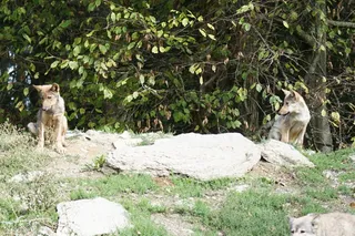 狼，小狗，森林狼，动物主题，哺乳动物，动物，脊椎动物，植物