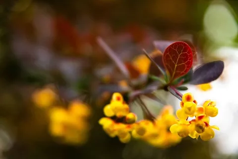 植物,叶子,花,花,春天,花粉,黄色,叶子 植物,叶子,花,花,春天,花粉,黄色,叶子