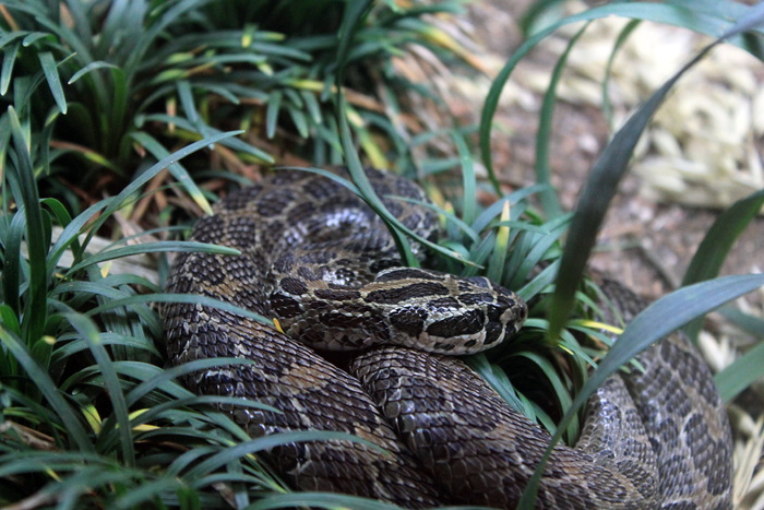 墨西哥枪头响尾蛇，响尾蛇，枪头响尾蛇，crotalus polystictus，蛇，动物，爬行动物，动物主题