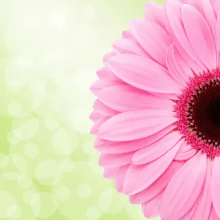 粉色，非洲菊雏菊，花朵，白天，非洲菊，花朵，花朵，健康