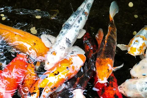 鱼，鲤鱼，动物，塔龙加动物园，澳大利亚，悉尼，水，白色