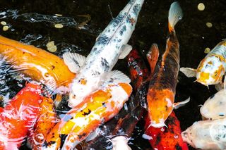 鱼，鲤鱼，动物，塔龙加动物园，澳大利亚，悉尼，水，白色