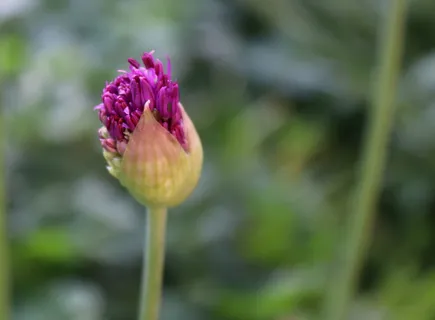 自然、花、植物、夏天、叶子、观赏洋葱、韭菜、花园 自然、花、植物、夏天、叶子、观赏洋葱、韭菜、花园