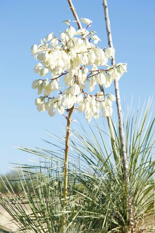 亚利桑那州，美国，道格拉斯，自然，徒步旅行，丝兰，皂树丝兰，白花