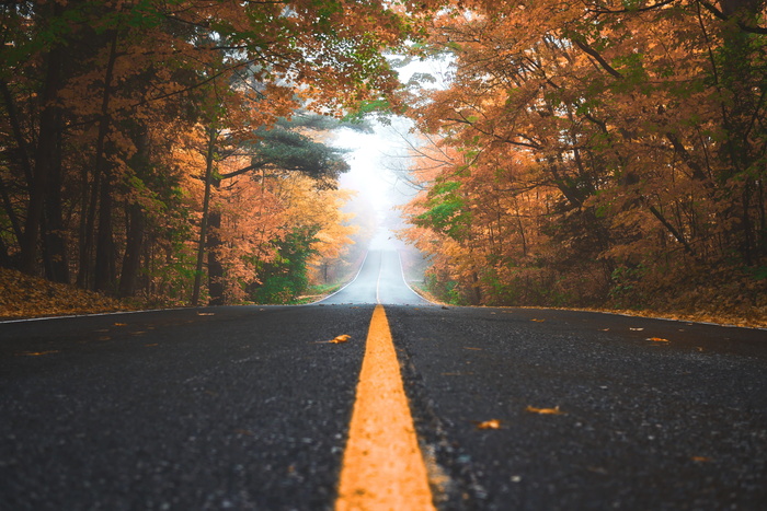 道路，小径，树叶，秋天，树木，植物，自然，秋天