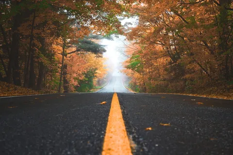道路,小径,树叶,秋天,树木,植物,自然,秋天 道路,小径,树叶,秋天,树木,植物,自然,秋天