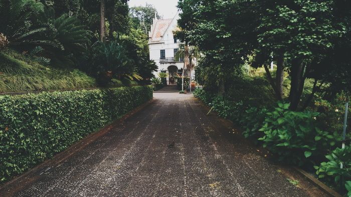 道路，绿色，叶子植物，摄影，棕色，混凝土，此外，植物